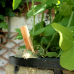 pea shoot baskets