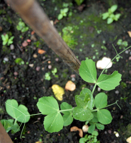Peas