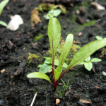 Beetroot