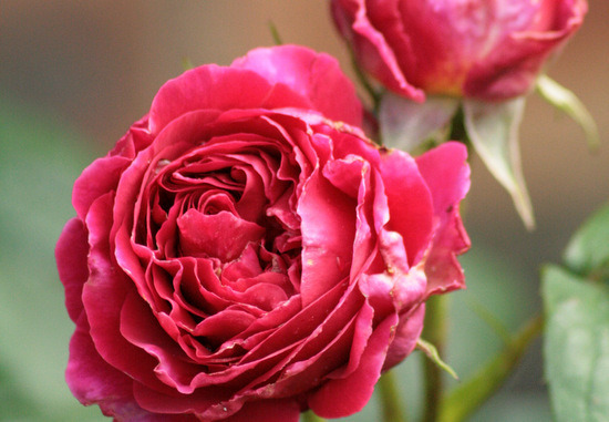 David Austin Heathcliff Rose