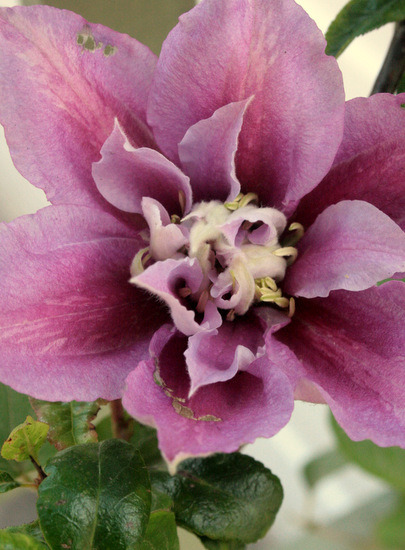 clematis