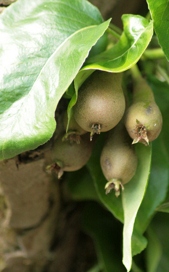 mini pears